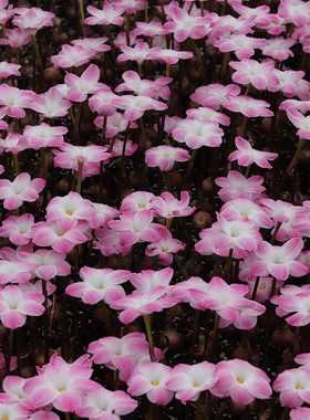 上上花田【收到就种】 风雨兰种球胖丽丽国王的赎金夏季开花好养