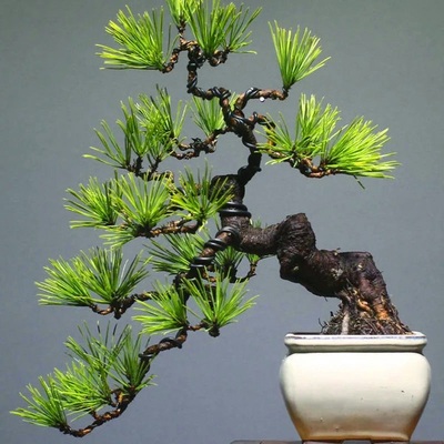 黑松造型盆栽造型黑松