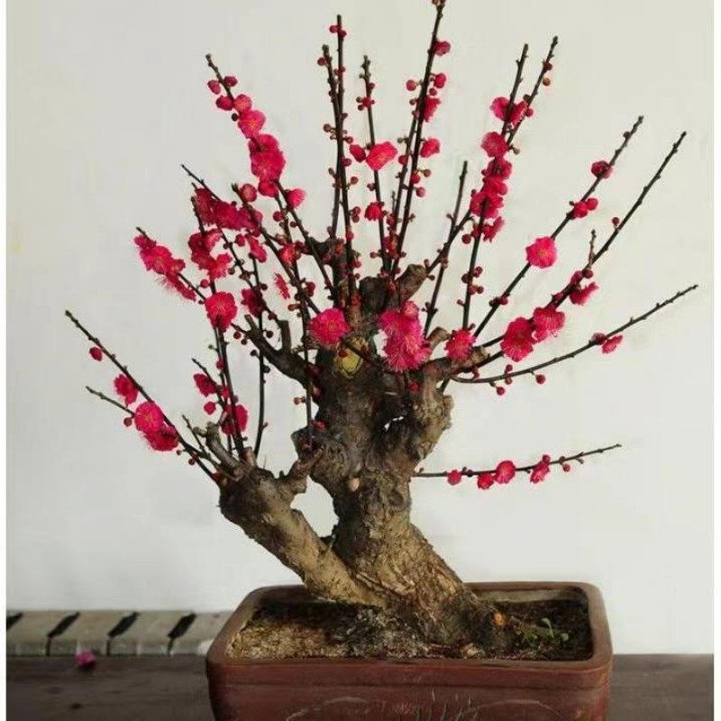 原生红梅盆栽花卉梅花盆景老桩浓香型室内阳台庭院耐寒梅花树苗,鲜花速递/花卉仿真/绿植园艺,造型盆景,淘宝优惠券,粉丝福利购,淘宝优惠卷
