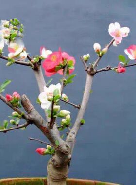 东洋锦海棠花盆栽原生重瓣老桩盆景复色四季海棠花垂丝庭院阳台花