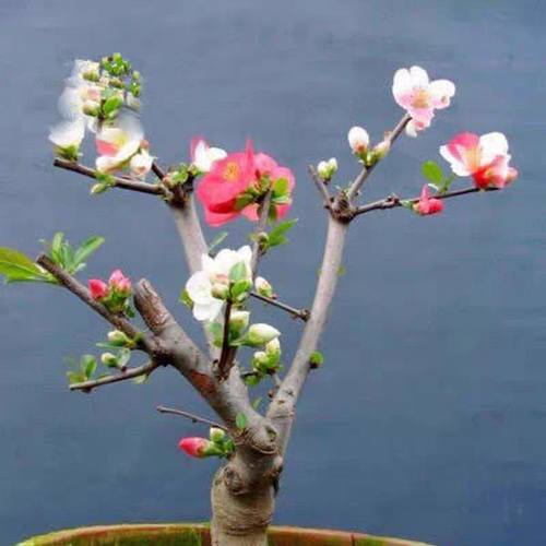 春季开花东洋锦海棠花盆栽