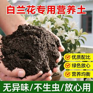 白兰花专用土叶黑斑枯黄落叶焦尖粉病白玉黄角果兰花肥营养土虫药