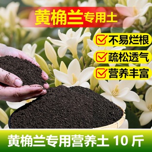 黄桷兰专用土料大树苗白兰花肥黄桷兰花盆栽专用土营养土种植家用