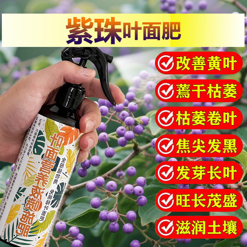 紫珠专用肥料花盆栽营养液黄叶子发黄枯萎发蔫卷曲变黑掉叶面肥料