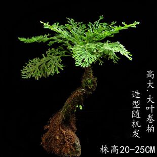 吸水石植物 绿植榕树假山植物附石草卷柏造景绿植虎耳草室内盆景