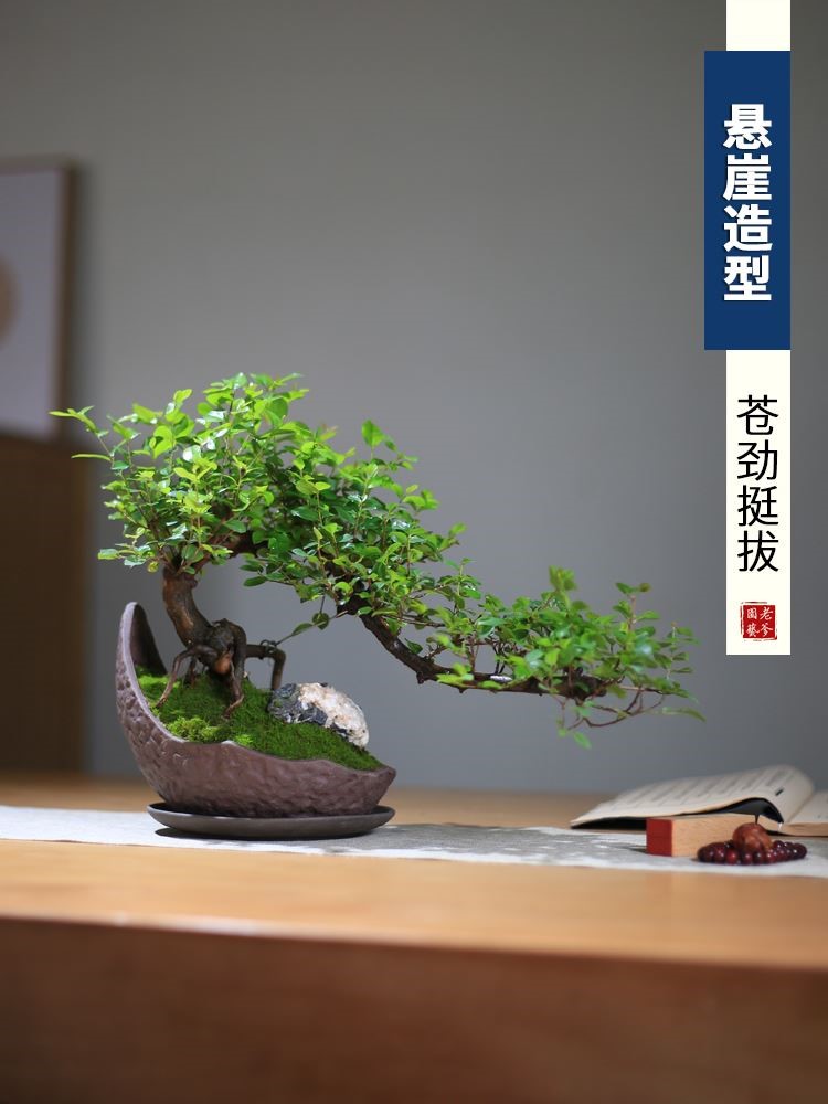 精品雀梅盆景造型悬崖创意植物茶室玄关室内旺宅绿植小叶老桩盆栽