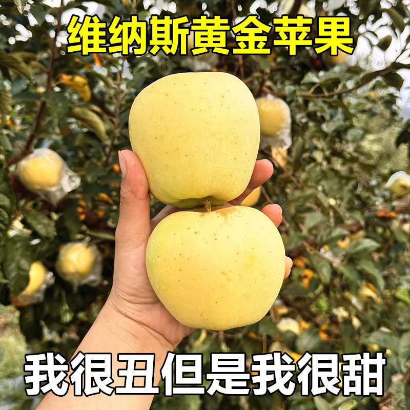正宗维纳斯黄金苹果纯甜香脆当季
