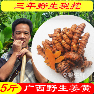 广西野生姜黄新鲜现挖月子姜不辣老姜食物上色咖喱香料药姜黄素多