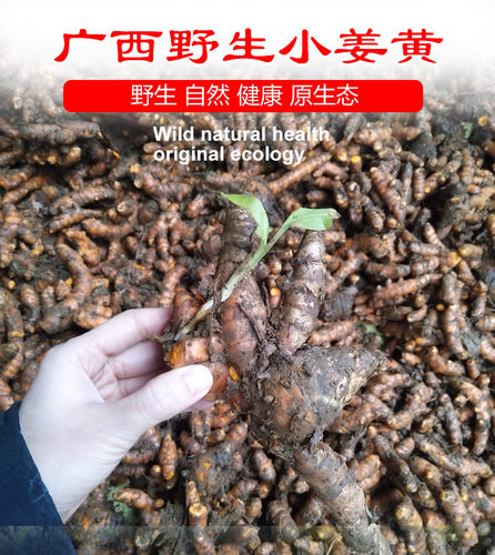 新鲜正宗野生药用1斤包邮姜黄