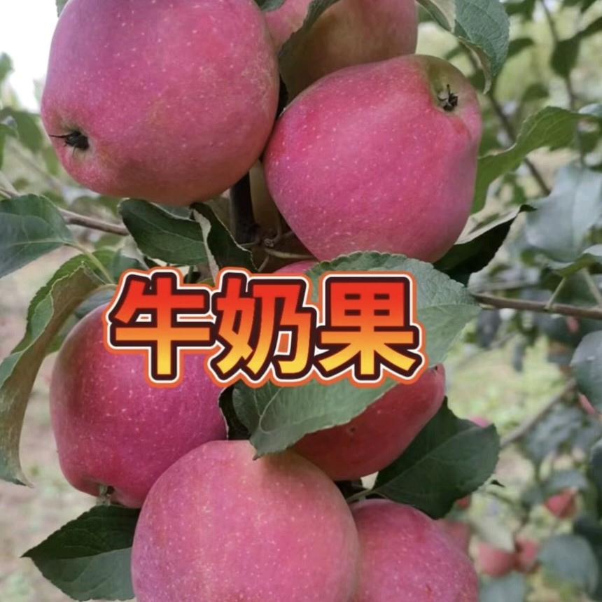 高品质东北正宗牛奶果 糖心小苹果奶香味苹果产 地直发包邮水果