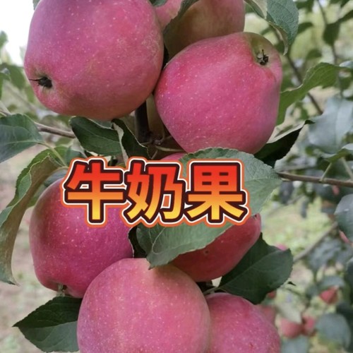 高品质东北正宗牛奶果 糖心小苹果奶香味苹果产 地直发包邮水果