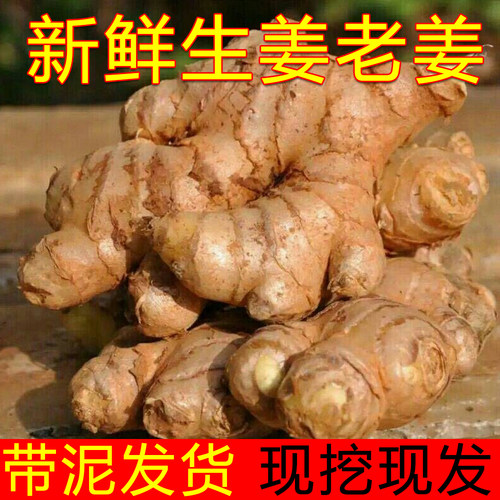 正宗现挖广西大肉姜生姜老姜新鲜姜母月子姜当季南姜香姜炒菜煲汤