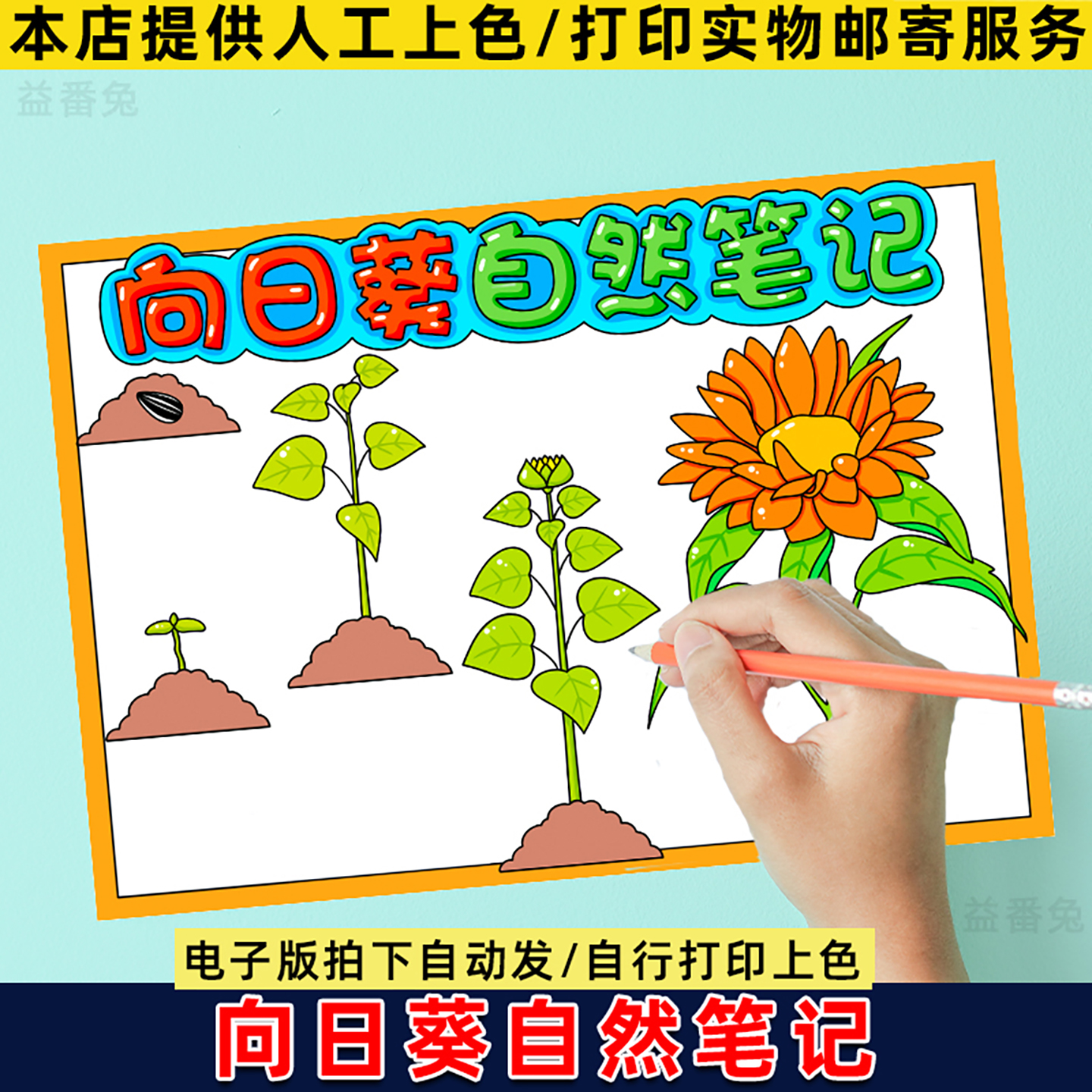 向日葵手抄报模板电子版小学生自然笔记观察植物生长记录日记小报