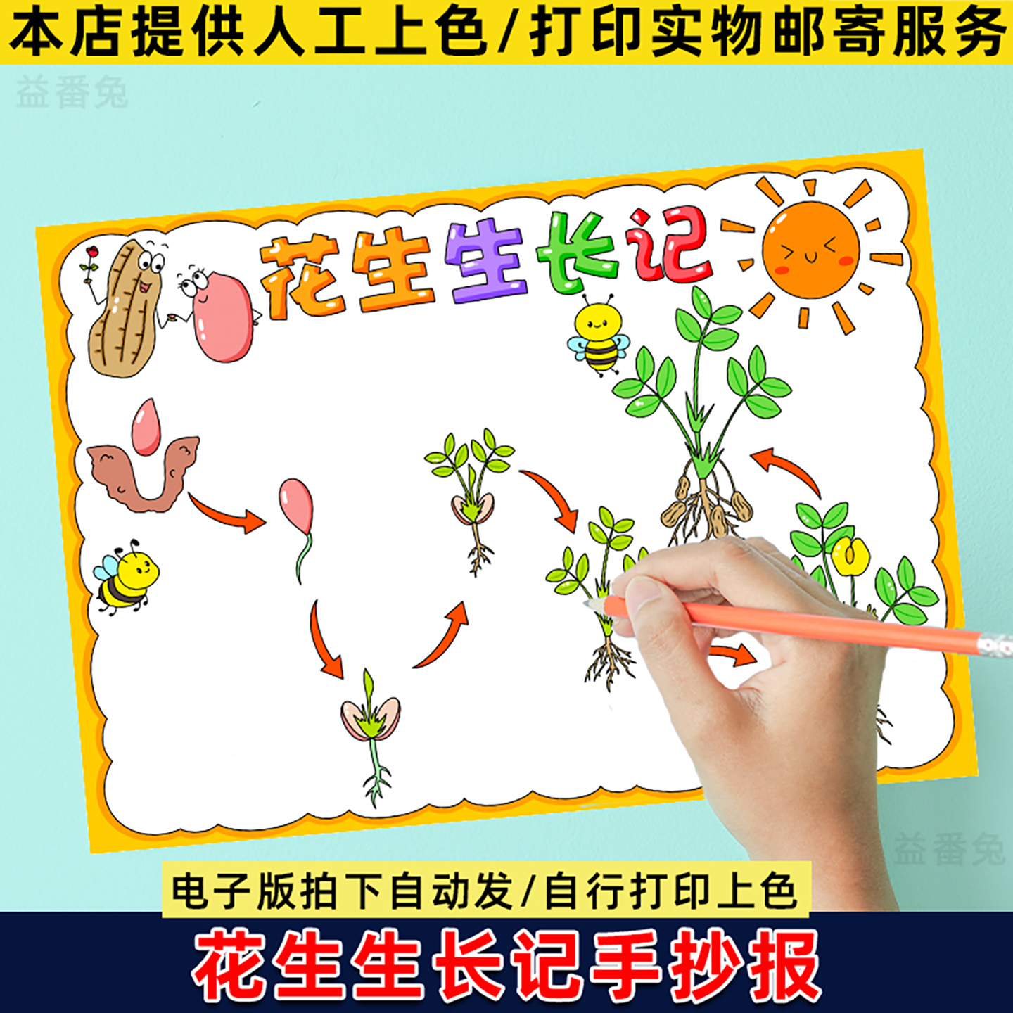 花生生长记手抄报模板小学生植物观察记录植物成长电子线稿小报