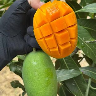 四川攀枝花椰香芒鸡蛋芒奶芒甜芒果新鲜水果当季现摘现发