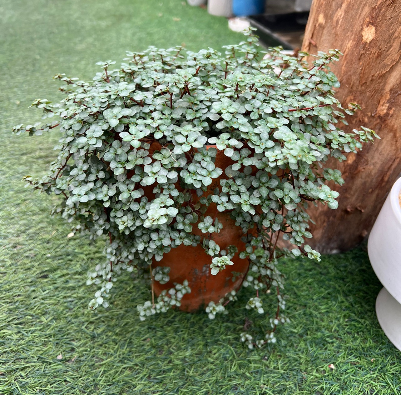 灰绿冷水花 BB草 ins观叶桌面垂吊盆栽 雨林缸植物耐热耐晒 包邮