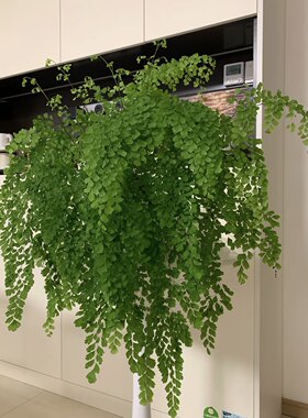 杜拉斯的花园 飞雪铁线蕨 雨霏蕨类植物盆栽室内庭院喜阴花园绿植