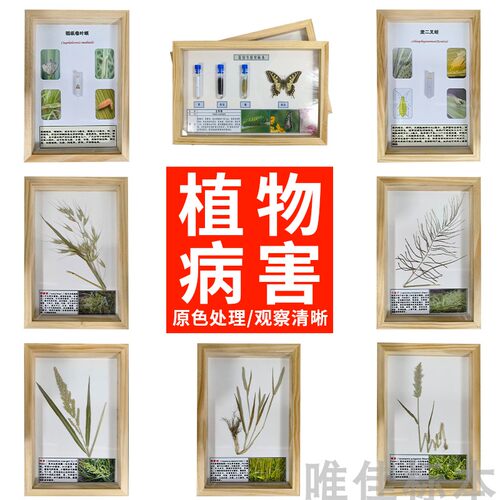农作物植物原色病虫病害标本定制蔬菜病理植保教研学校展示生长史
