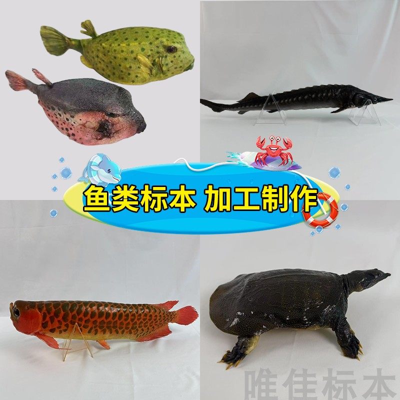 加工各种真鱼类剥制标本制作博物馆科普展览教学摄影道具纪念定制,文具电教/文化用品/商务用品,教学标本/模型,淘宝优惠券,粉丝福利购,淘宝优惠卷