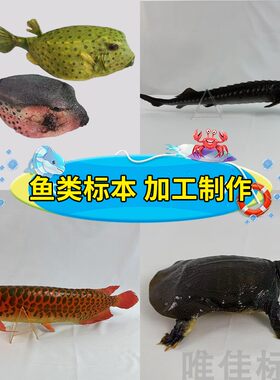 加工各种真鱼类剥制标本制作博物馆科普展览教学摄影道具纪念定制