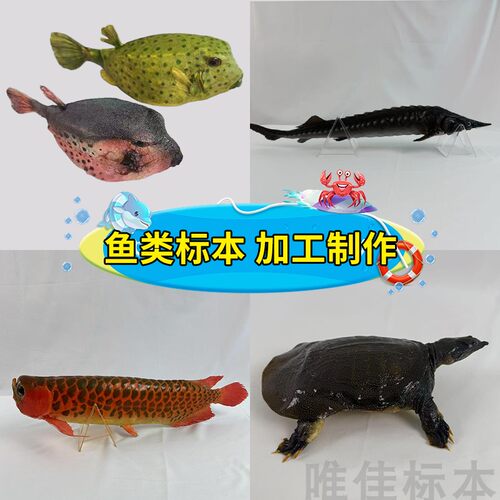 加工各种真鱼类剥制标本制作博物馆科普展览教学摄影道具纪念定制