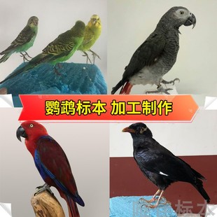 鹦鹉鸟类标本定制死后加工纪念摄影道具工艺摆件教学演示装饰制作