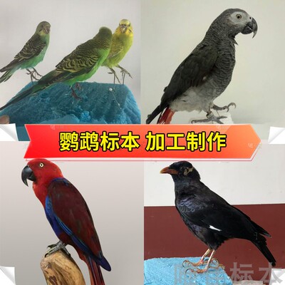 鹦鹉鸟类标本定制死后加工纪念摄影道具工艺摆件教学演示装饰制作