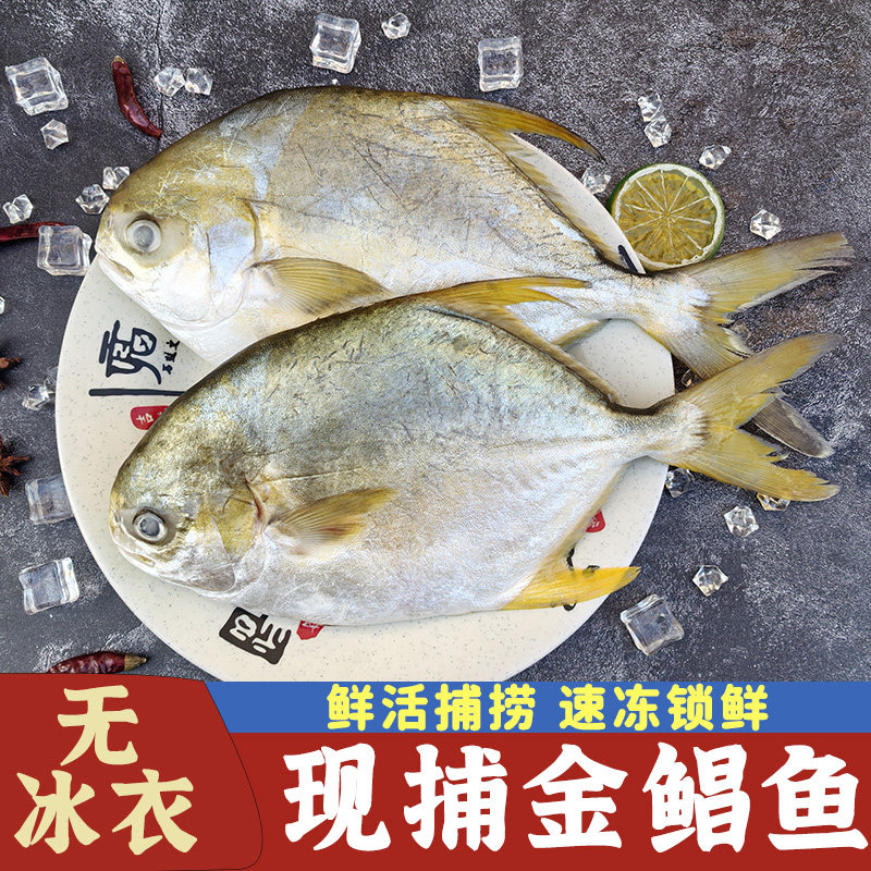 新鲜金鲳鱼平鱼鲜活速冻