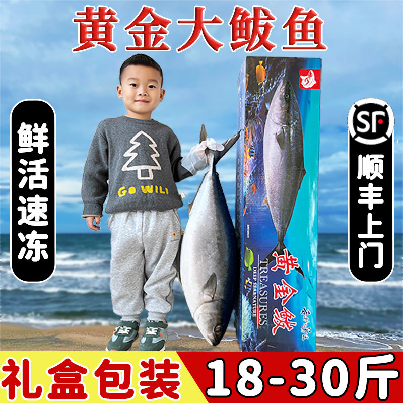 新鲜黄金大鲅鱼礼盒装顺丰包邮