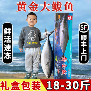 黄金大鲅鱼10 30斤整条新鲜深海鱼饺子馅非马鲛鱼春节送人礼盒装