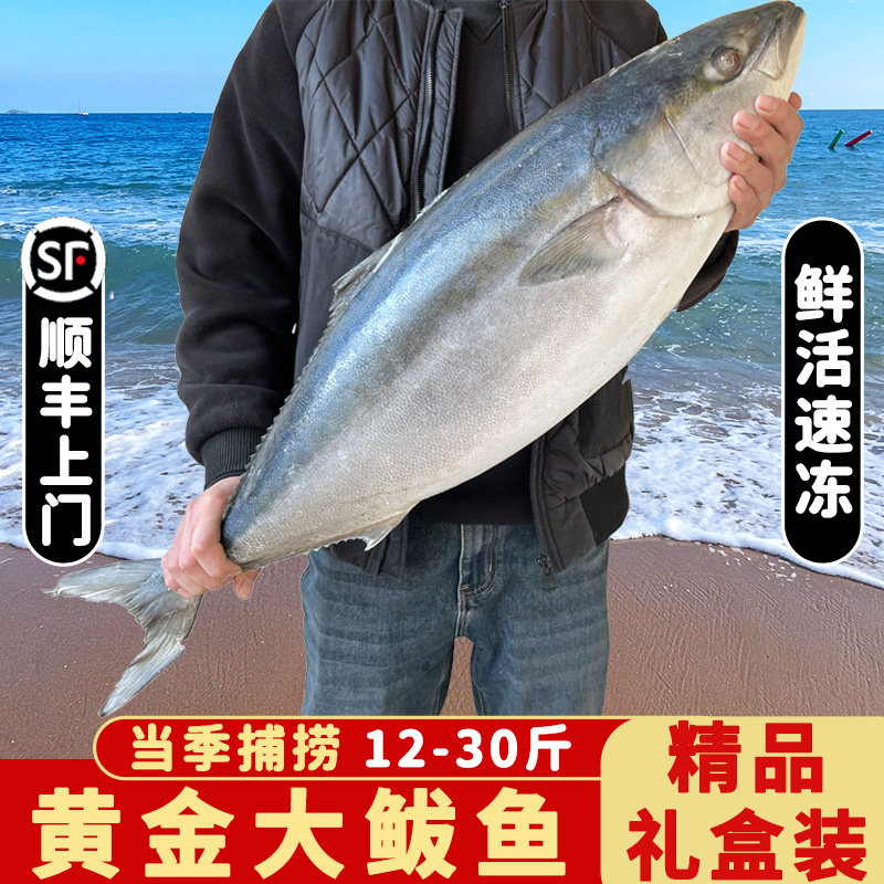 黄金大鲅鱼12-24斤整条新鲜深海鱼饺子馅非马鲛鱼春节送人礼盒装