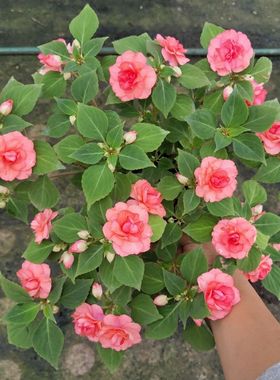 非洲重瓣凤仙四季开花水梅花 盆栽