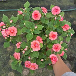 非洲重瓣凤仙四季开花水梅花 盆栽