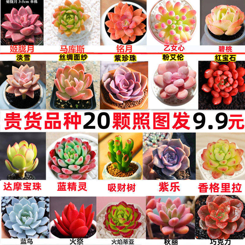 多肉植物精品多肉不重复送盆送土花卉绿植组合盆栽防辐射新手套餐
