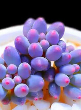 多肉植物特价盆栽稀有大颗室内可爱好养易活组合套餐桃蛋红带盆土