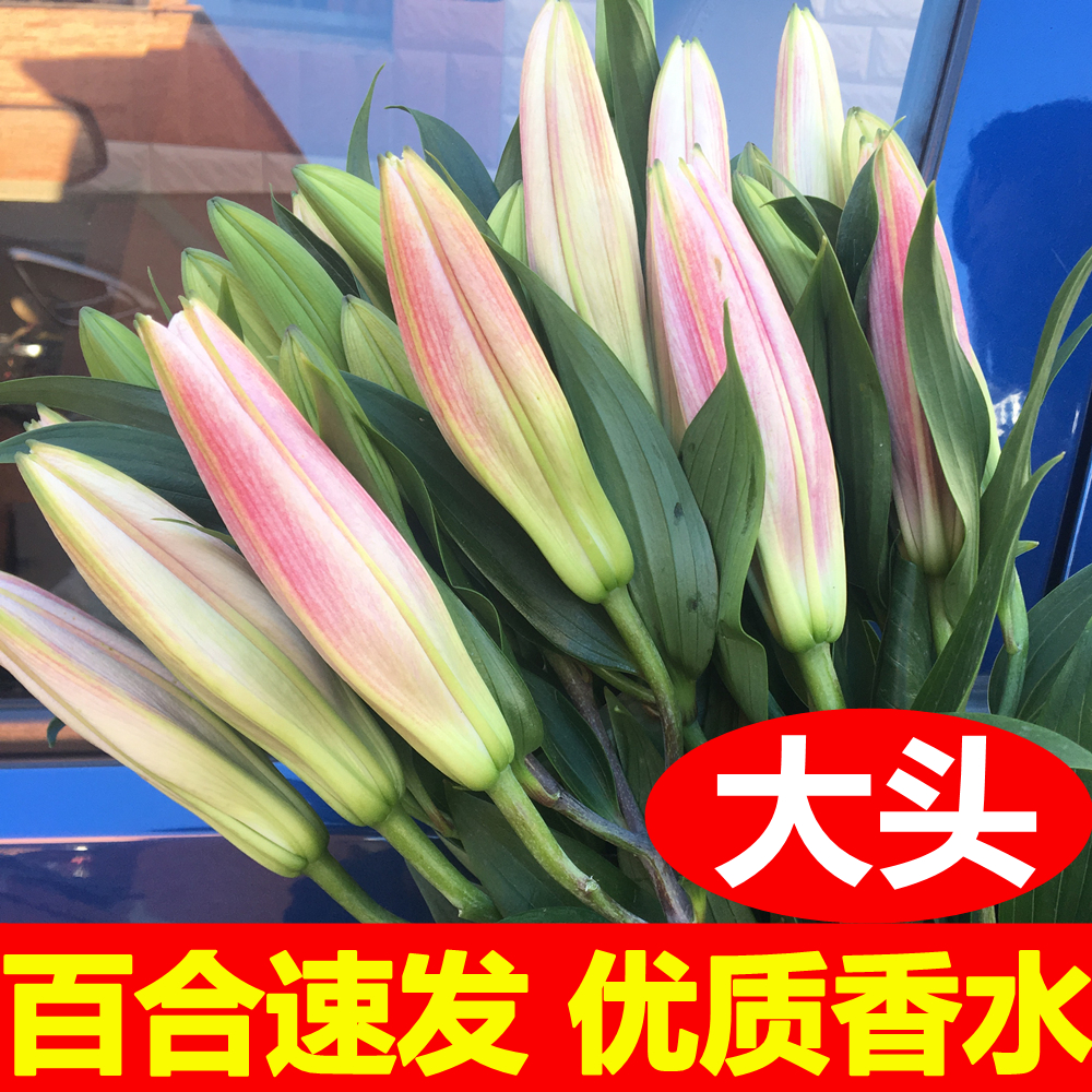 香水黄白粉色黑美人重瓣百合花鲜花花束云南基地直发同城速情人节 鲜花速递/花卉仿真/绿植园艺 鲜花速递(同城) 原图主图