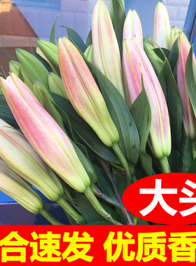 香水黄白粉色黑美人重瓣百合花鲜花花束云南基地直发同城速元旦节