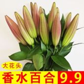 香水百合花束云南昆明玫瑰花基地直发鲜两用直批家用同城速递 包邮