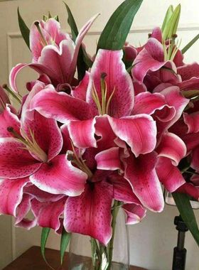 黑美人香水大头新鲜百合花鲜花花束云南昆明基地直发同城多头玫瑰