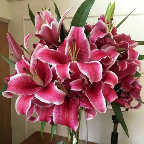 黑美人香水大头新鲜百合花鲜花花束云南昆明基地直发同城多头玫瑰