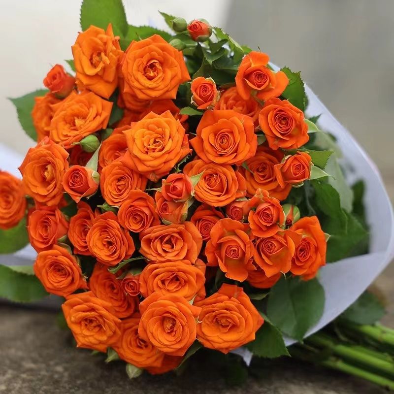 橙芭比多头泡泡玫瑰云南昆明基地直发百合速递同城卡布奇诺情人节