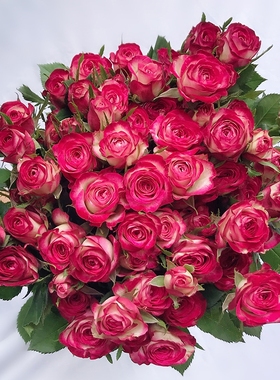 狮子座多头玫瑰鲜花鲜花云南基地直发鲜花水养家用速递包邮情人节