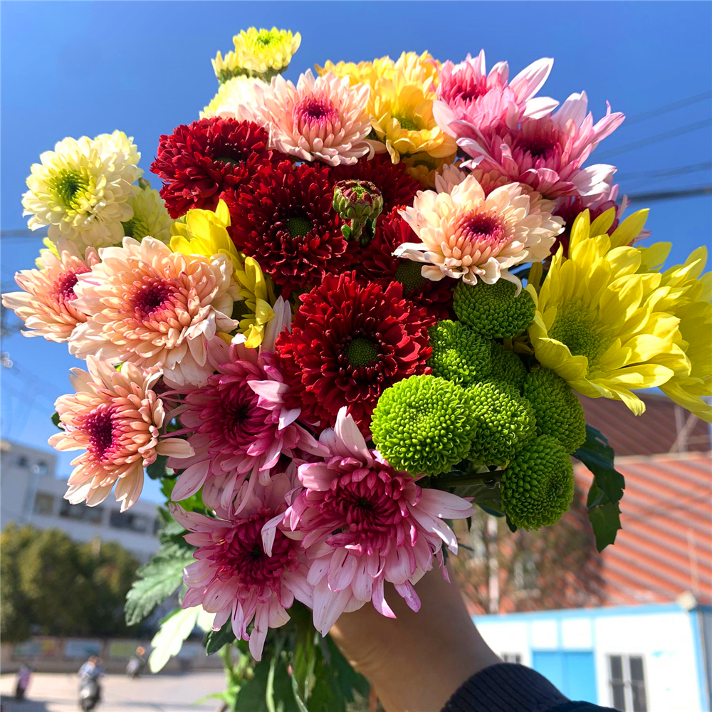 昆明鲜花小雏菊基地直发百合速递