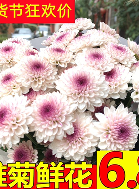 小雏菊鲜花云南昆明基地直发百合同城家用水养鲜切花向日葵双十一