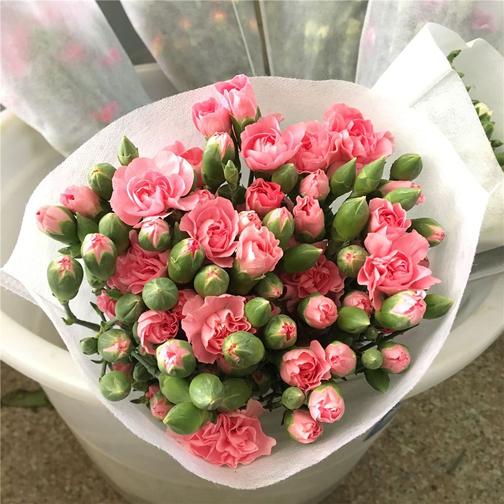 粉色多头康乃馨昆明斗南基地直发同城速递玫瑰百合水养花年货节花