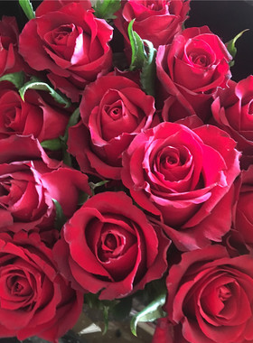 香槟艾莎红粉白玫瑰鲜花云南昆明基地直发同城速递多头泡泡情人节