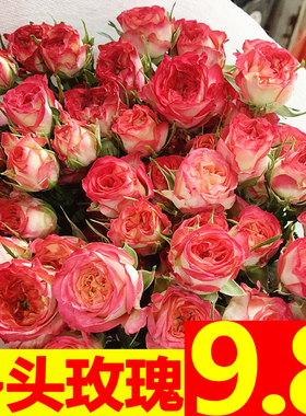 云南昆明基地直发斗南多头泡泡小玫瑰水养鲜花同城速递家庭教师节