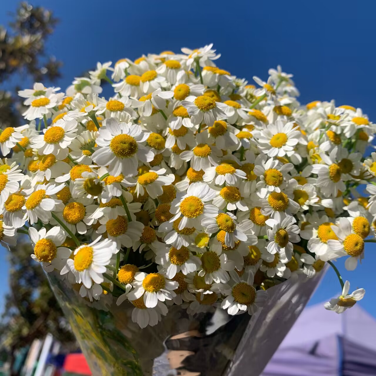 洋甘菊鲜花花束云南昆明玫瑰雏菊基地直发向日葵直批家用同城速递