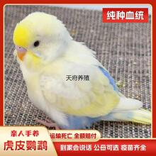 虎皮鹦鹉活鸟会说话纯手精养亲人大头幼雏鸟体半毛牡丹玄凤小型鸟