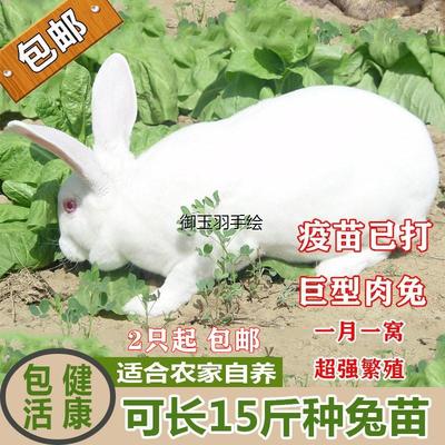 兔子活物新西兰小白兔大型肉兔苗可食用活体种兔一对公母家兔养殖